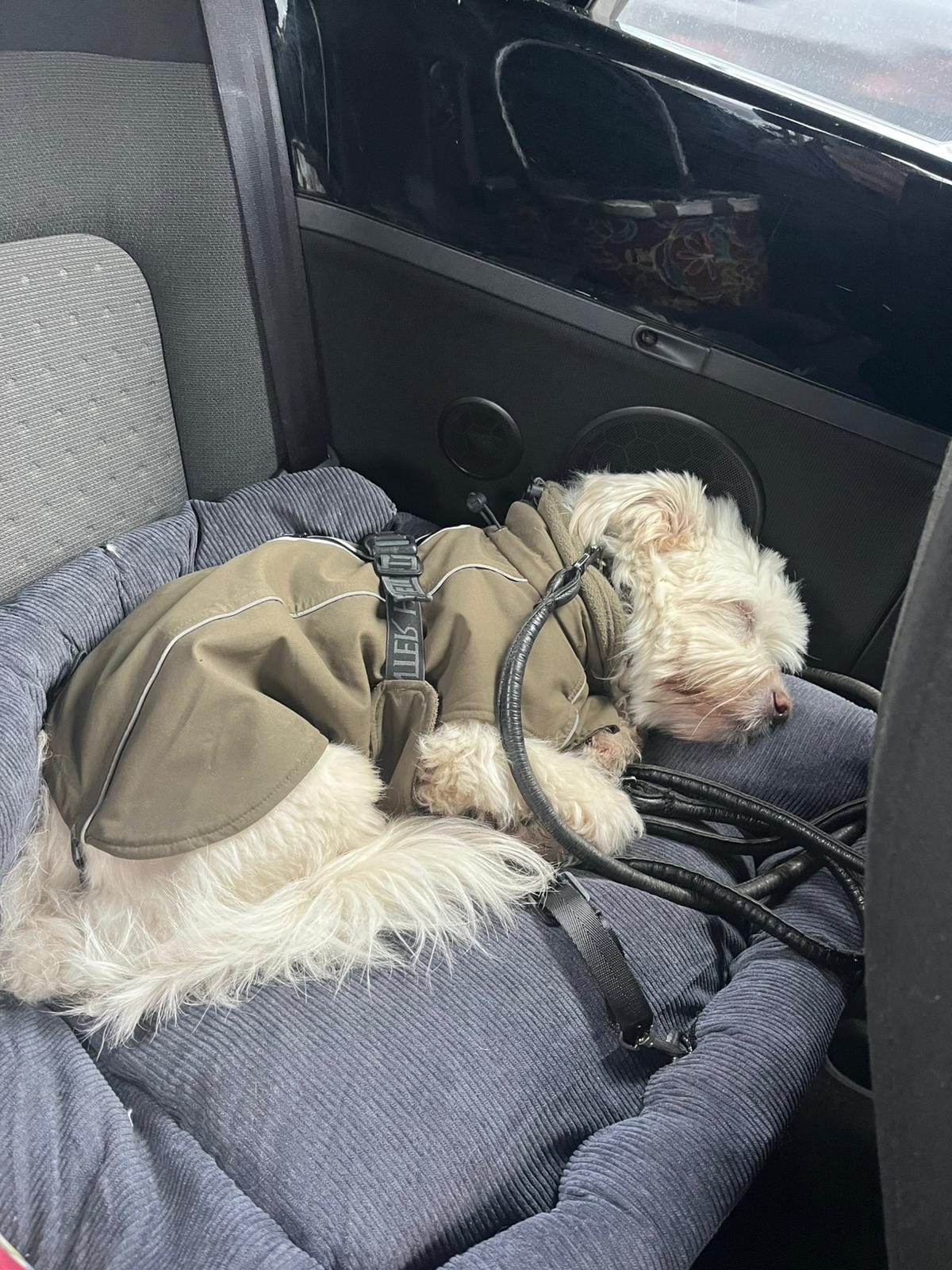 Hund schläft tief entspannt in seinem Hundebett