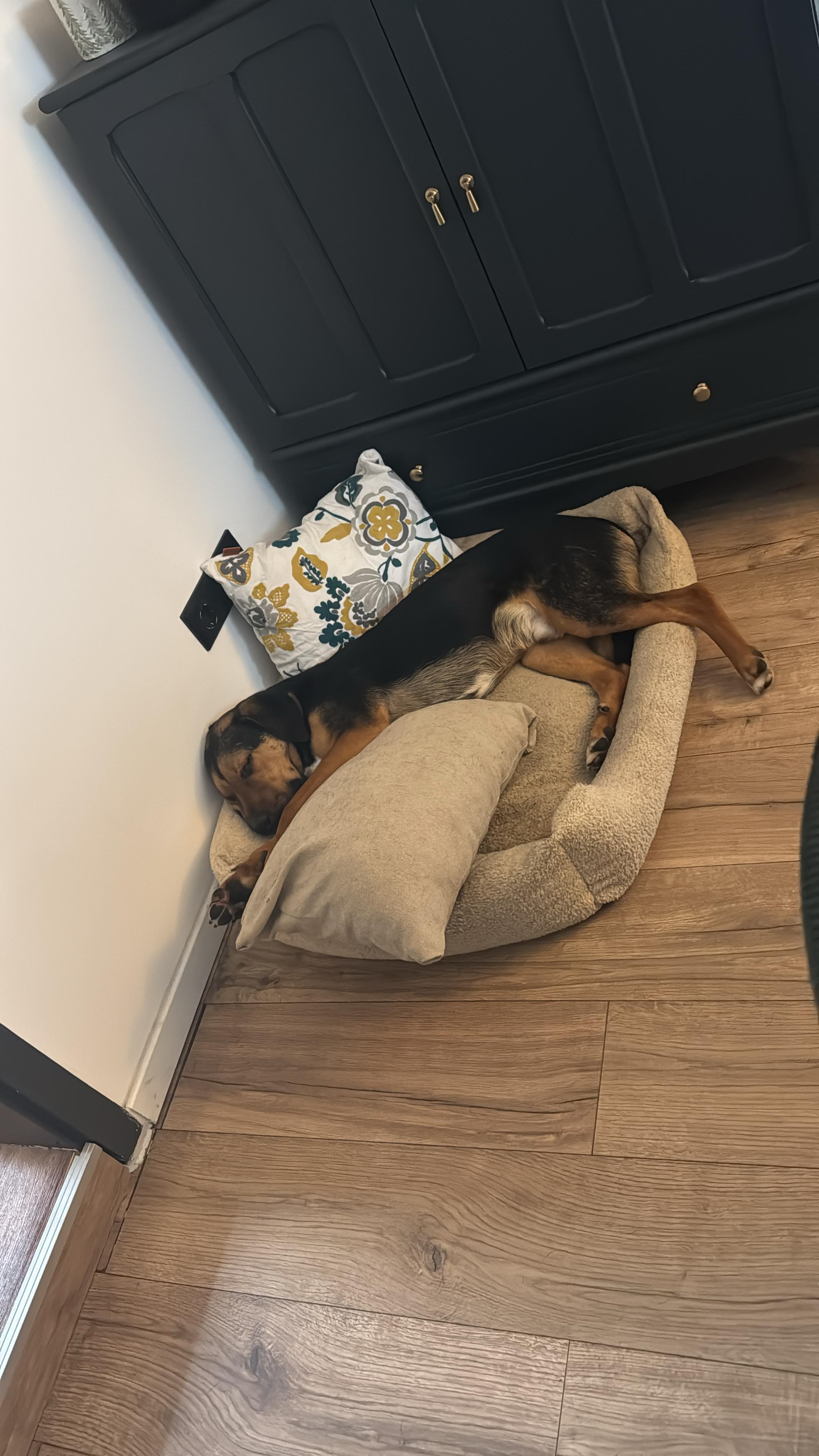 Hund liegt freiwillig in seinem Bettchen