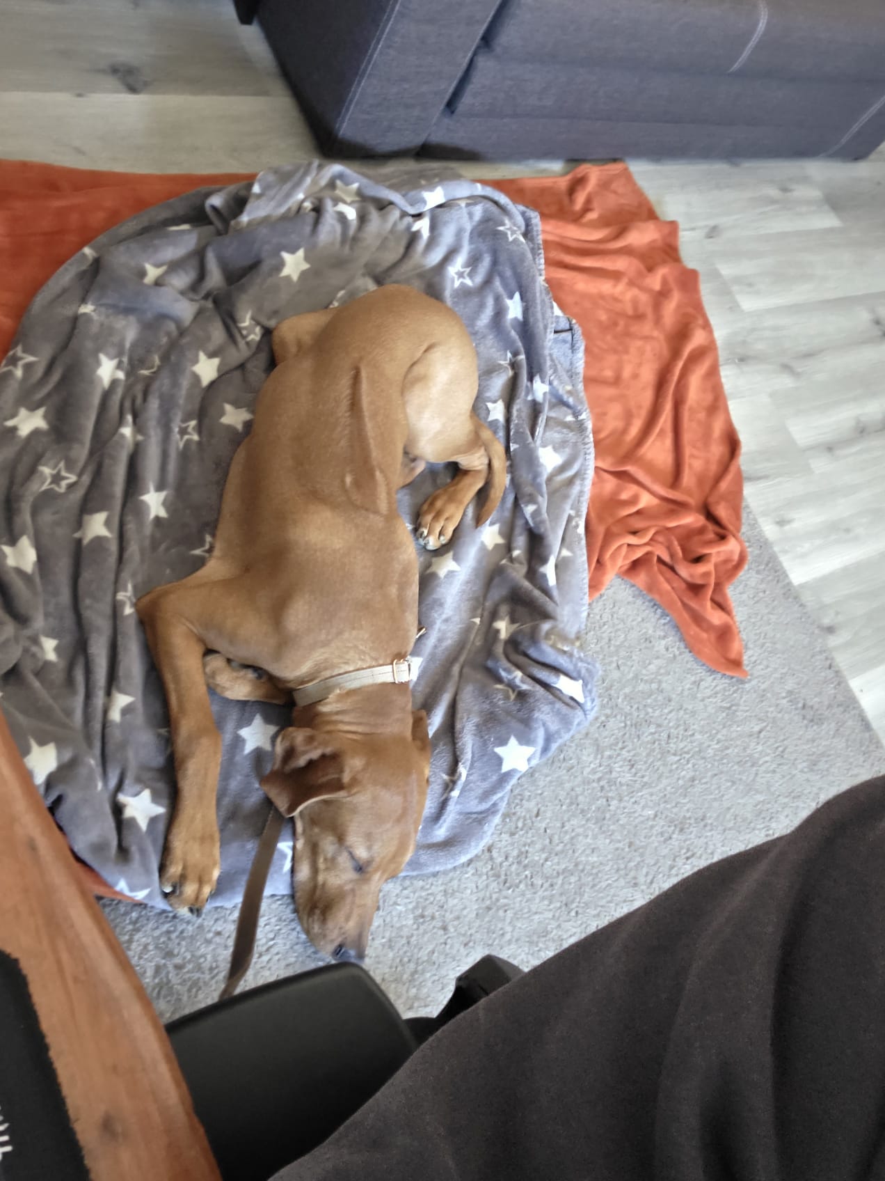 Hund schläft auf seiner Decke