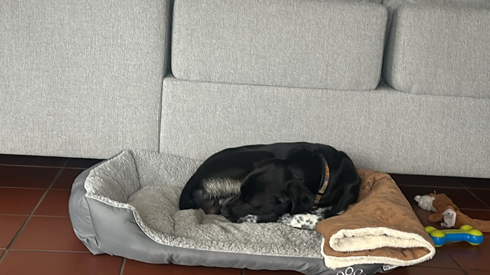 Hund liegt ruhig in seinem Hundebett
