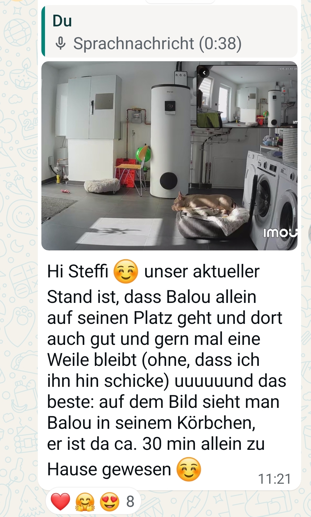 Homekamera zeigt Hund entspannt allein zuhause auf seinem Platz