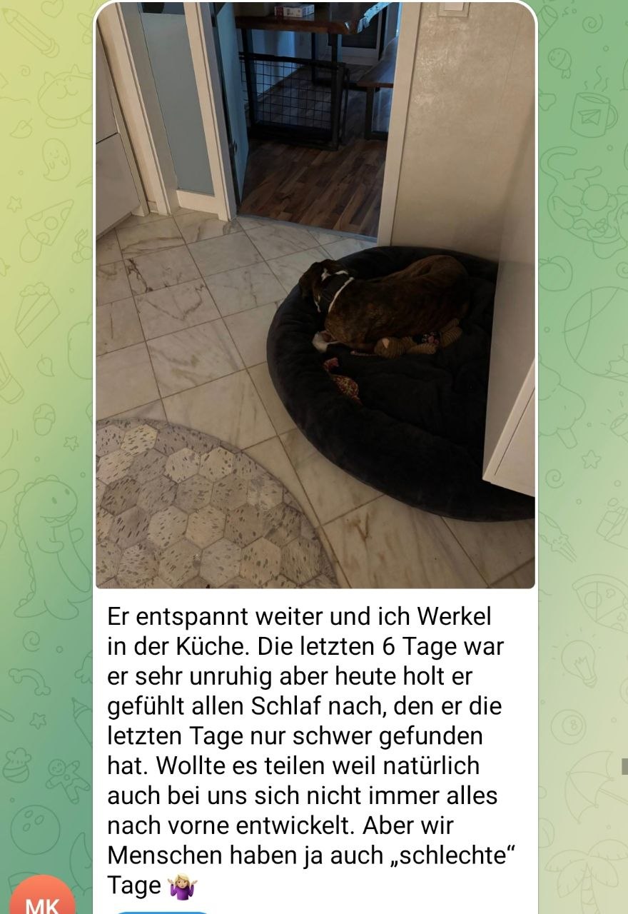 Hund entspannt allein in seinem Bett — Teilnehmerin berichtet von Fortschritt