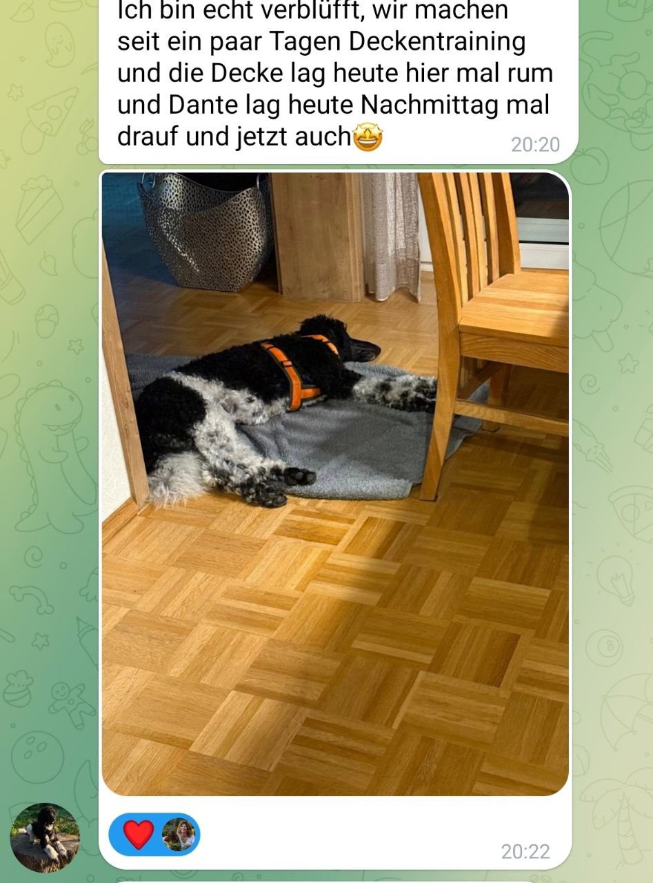 Dante liegt freiwillig auf seiner Decke — Teilnehmerin schreibt begeistert in die Gruppe